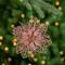Pack of 4 Glittered Pink Poinsettia Christmas Ornaments 6"